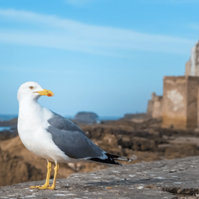 viaggiopermarocco (60)
